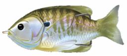 LIVETARGET Hollow Body Sunfish Swimbait