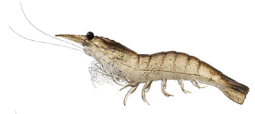 LIVETARGET Rigged Shrimp
