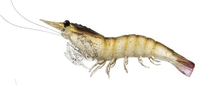 LIVETARGET Rigged Shrimp