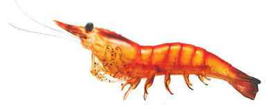 LIVETARGET Rigged Shrimp