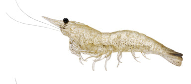 LIVETARGET Rigged Shrimp