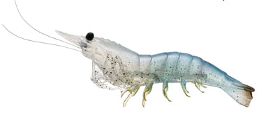LIVETARGET Rigged Shrimp