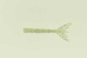 Texas Tackle Factory Shiney Hiney Shrimp Tail Glow Tail