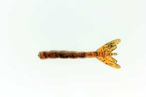 Texas Tackle Factory Shiney Hiney Shrimp Tail Glow Tail